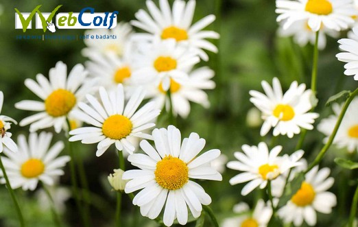 Contributi colf e badanti 2025 Contributi colf e badanti 2025