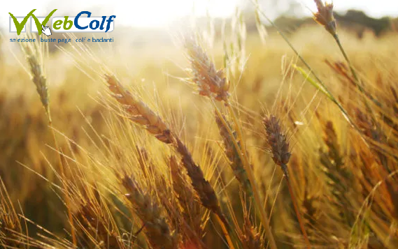 images/Immagine%20spighe%20per%20email%20sui%20contributi.png Contributi colf e badanti 2025