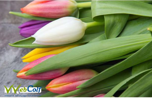 Paghe colf e badanti 2025 Paghe colf e badanti 2025