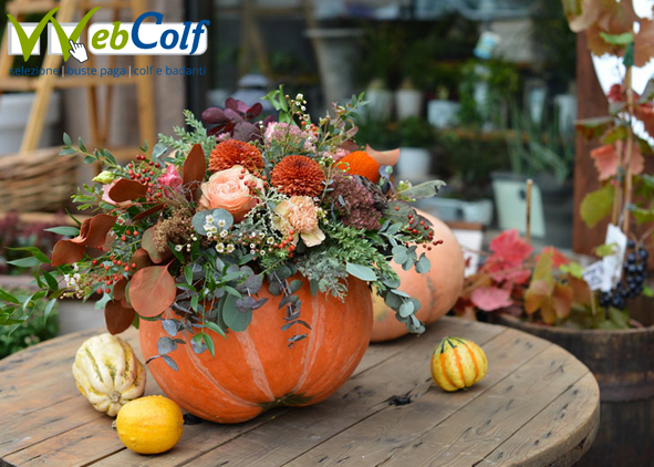 images/foto%20zucca%20fiorita.png images/foto%20zucca%20fiorita.png